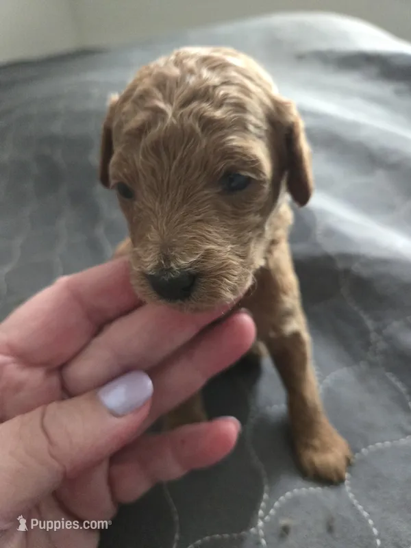 Bella Female 3 – Miniature Goldendoodle puppy for sale in Merino, CO
