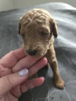 Bella Female 3, a female Miniature Goldendoodle for sale in Merino, CO – 1 of 1