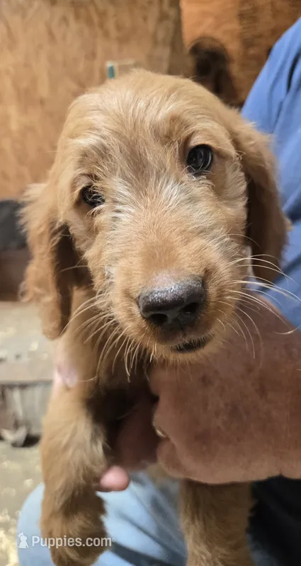 Mable Girl1 – Goldendoodle puppy for sale in Merino, CO