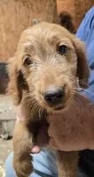 Mable Girl1, a male Goldendoodle for sale in Merino, CO – 1 of 1