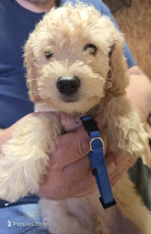 Blue male – Miniature Goldendoodle puppy for sale in Merino, CO
