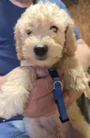 Blue male, a male Miniature Goldendoodle for sale in Merino, CO – 1 of 2