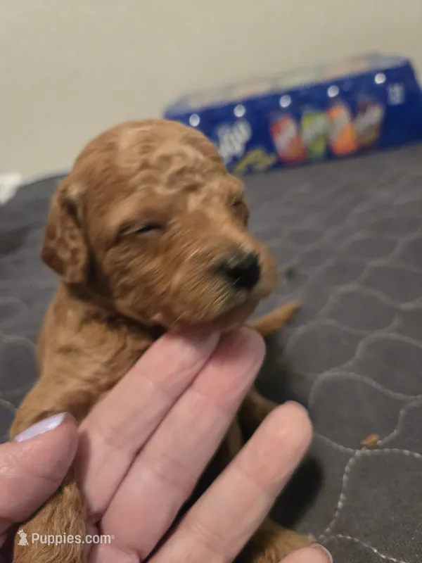 Bella Male2 – Miniature Goldendoodle puppy for sale in Merino, CO