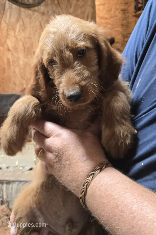 Mable boy2 – Goldendoodle puppy for sale in Merino, CO