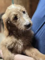 Mable girl2, a male Goldendoodle for sale in Merino, CO – 1 of 1