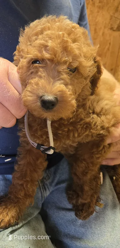 Grey male – Miniature Goldendoodle puppy for sale in Merino, CO