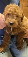 Grey male, a male Miniature Goldendoodle for sale in Merino, CO – 1 of 2