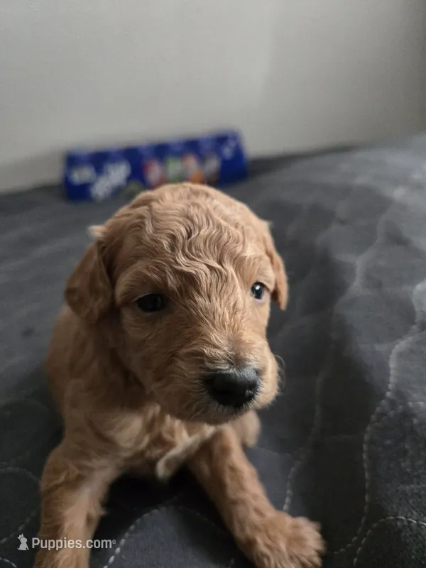 Bella Female 2 – Miniature Goldendoodle puppy for sale in Merino, CO