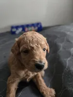 Bella Female 2, a female Miniature Goldendoodle for sale in Merino, CO – 1 of 1