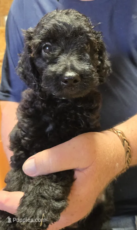 Green male – Miniature Goldendoodle puppy for sale in Merino, CO