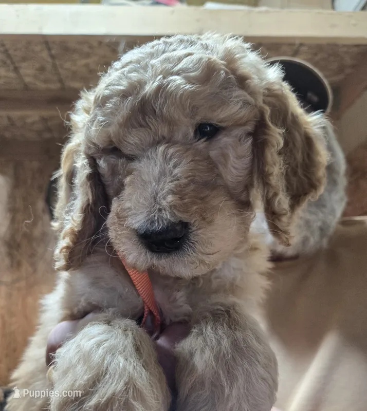 Chloe Orange  – Goldendoodle puppy for sale in Merino, CO