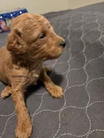 Bella Male2, a male Miniature Goldendoodle for sale in Merino, CO – 2 of 2