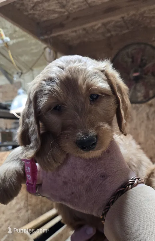 Chloe Pink – Goldendoodle puppy for sale in Merino, CO