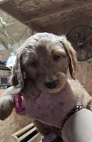 Chloe Pink, a female Goldendoodle for sale in Merino, CO – 1 of 1