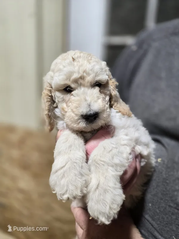 Tali Gold – Poodle - Standard  puppy for sale in Merino, CO