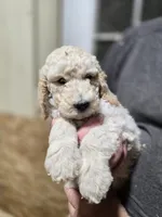 ATali Gold, a male Poodle - Standard  for sale in Merino, CO – 1 of 2