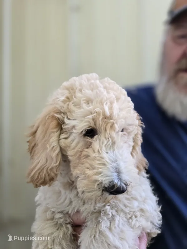 Tali Orange – Poodle - Standard  puppy for sale in Fort Collins, CO