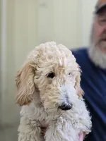 Tali Orange, a male Poodle - Standard  for sale in Fort Collins, CO – 1 of 2