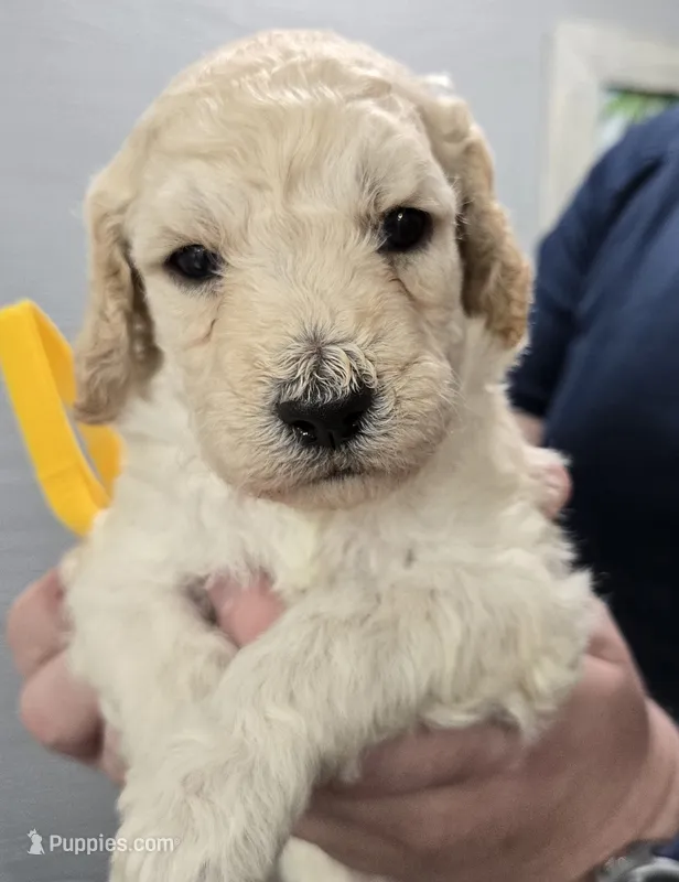 Tali Gold – Poodle - Standard  puppy for sale in Merino, CO