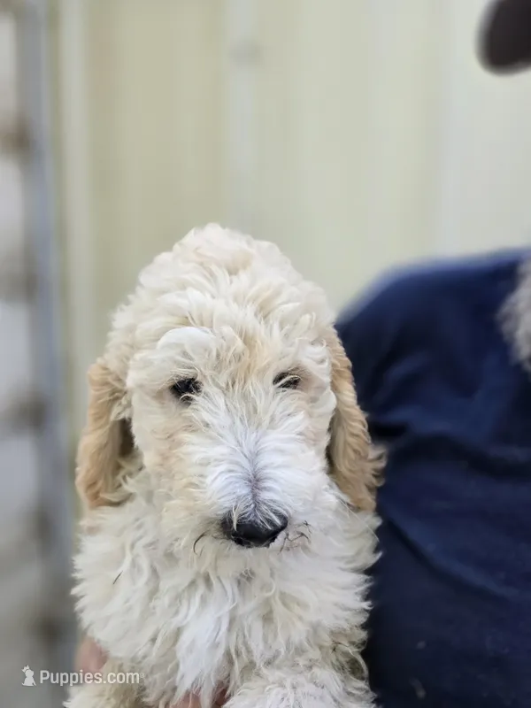 ATali Gold – Poodle - Standard  puppy for sale in Fort Collins, CO