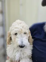 ATali Gold, a male Poodle - Standard  for sale in Fort Collins, CO – 1 of 3