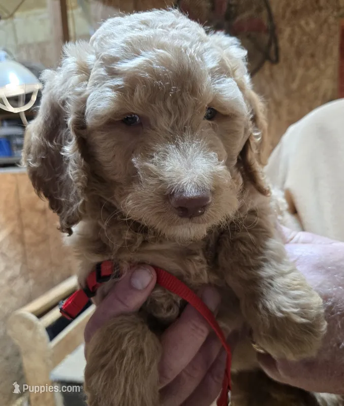 Chloe Red – Goldendoodle puppy for sale in Merino, CO