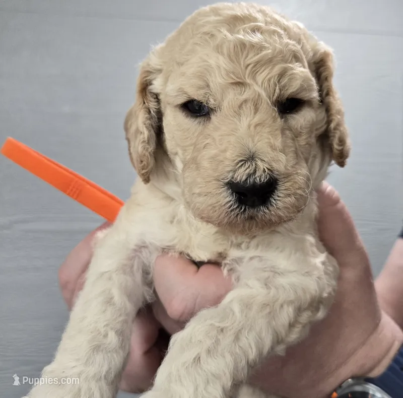 Tali Orange – Poodle - Standard  puppy for sale in Merino, CO