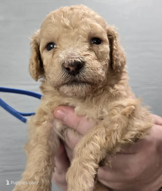 Tali Blue – Poodle - Standard  puppy for sale in Merino, CO