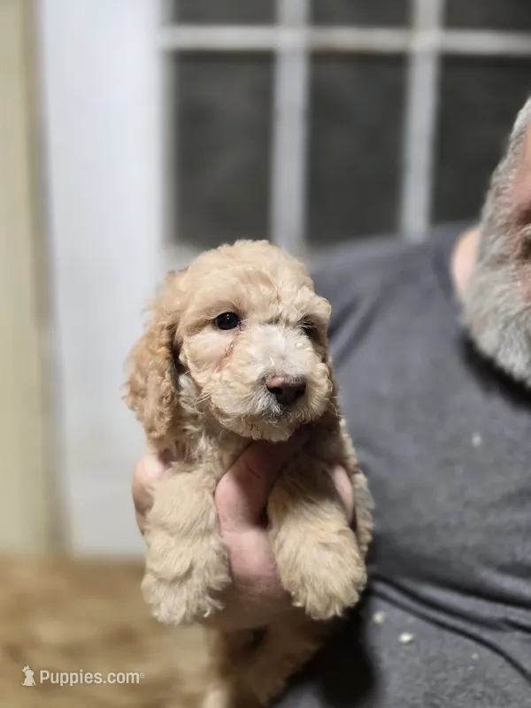 Tali Blue – Poodle - Standard  puppy for sale in Merino, CO