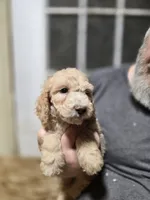 ATali Blue, a male Poodle - Standard  for sale in Merino, CO – 1 of 2