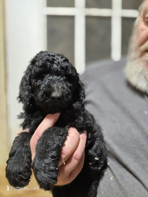 Tali Light Pink – Poodle - Standard  puppy for sale in Merino, CO