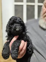 ATali Light Pink, a female Poodle - Standard  for sale in Merino, CO – 1 of 2