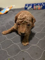 Bella Male1, a male Miniature Goldendoodle for sale in Merino, CO – 1 of 1