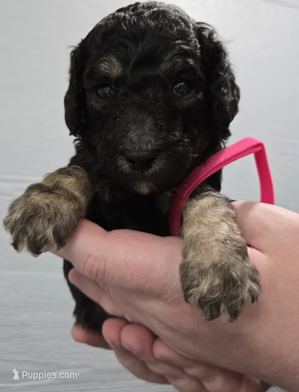 Tali Pink – Poodle - Standard  puppy for sale in Merino, CO