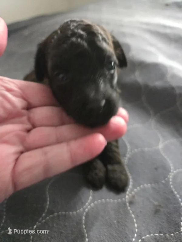 Bella Female 1 – Miniature Goldendoodle puppy for sale in Merino, CO
