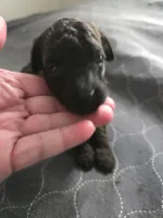 Bella Female 1, a female Miniature Goldendoodle for sale in Merino, CO – 1 of 1