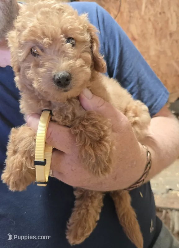 Yellow girl – Miniature Goldendoodle puppy for sale in Merino, CO