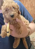 Yellow girl, a female Miniature Goldendoodle for sale in Merino, CO – 1 of 2