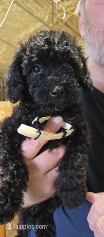 Tan Female – Miniature Goldendoodle puppy for sale in Merino, CO