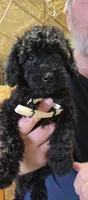 Tan Female, a female Miniature Goldendoodle for sale in Merino, CO – 1 of 2