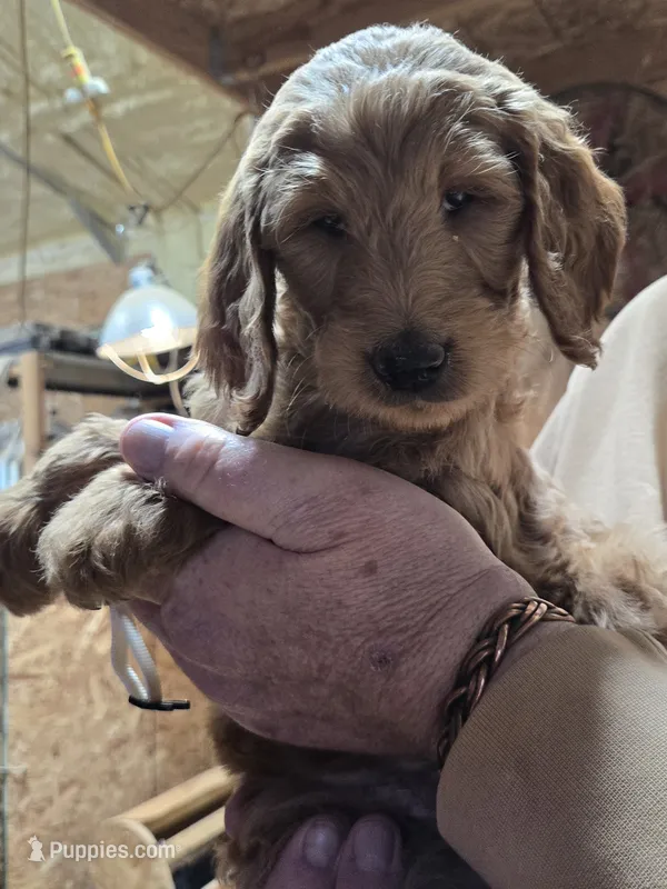 Chloe cream – Goldendoodle puppy for sale in Merino, CO