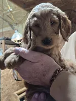 Chloe cream, a female Goldendoodle for sale in Merino, CO – 1 of 1