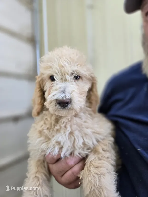 ATali Blue – Poodle - Standard  puppy for sale in Fort Collins, CO