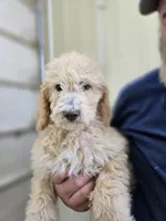 ATali Blue, a male Poodle - Standard  for sale in Fort Collins, CO – 1 of 3