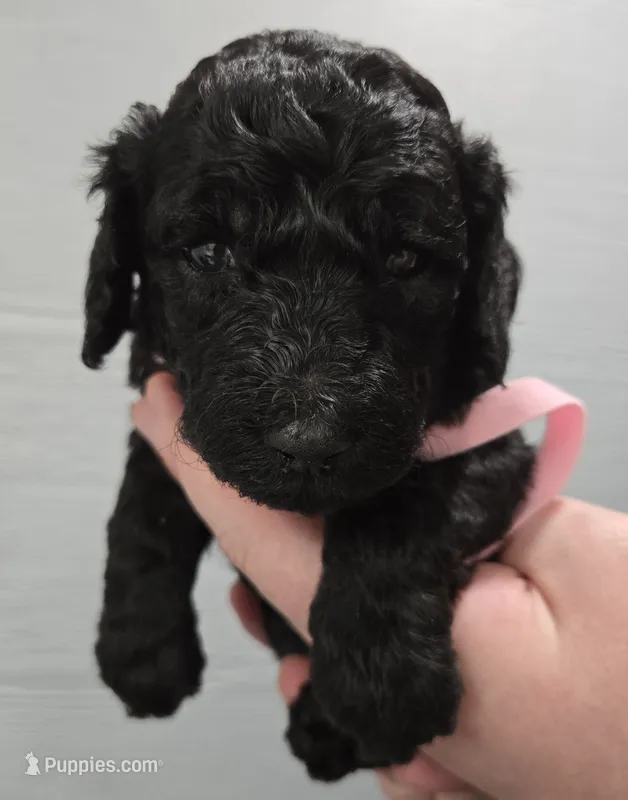 Tali Light Pink – Poodle - Standard  puppy for sale in Merino, CO