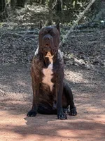Rocco, a male Cane Corso for sale in Pauline, SC – 8 of 10