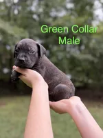 Bruiser, a male Cane Corso for sale in Pauline, SC – 2 of 7