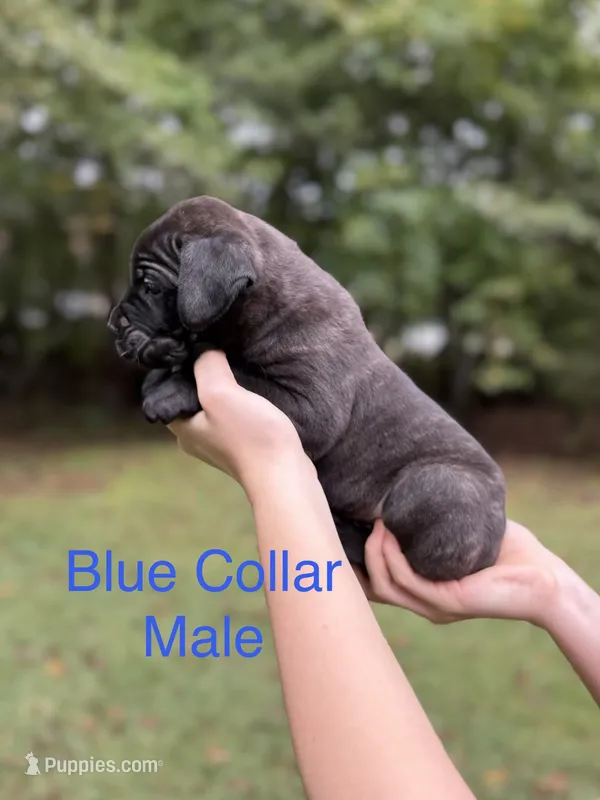 Rocco – Cane Corso puppy for sale in Pauline, SC