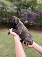 Violet, a female Cane Corso for sale in Pauline, SC – 4 of 4