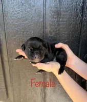 Red, a female Cane Corso for sale in Pauline, SC – Photo 1 of 7